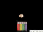 L_V23d1177 J1q351.1 Ux03 dM bd f38.jpg L_V23d1177 J1q351.1 Ux03 dM bd f38